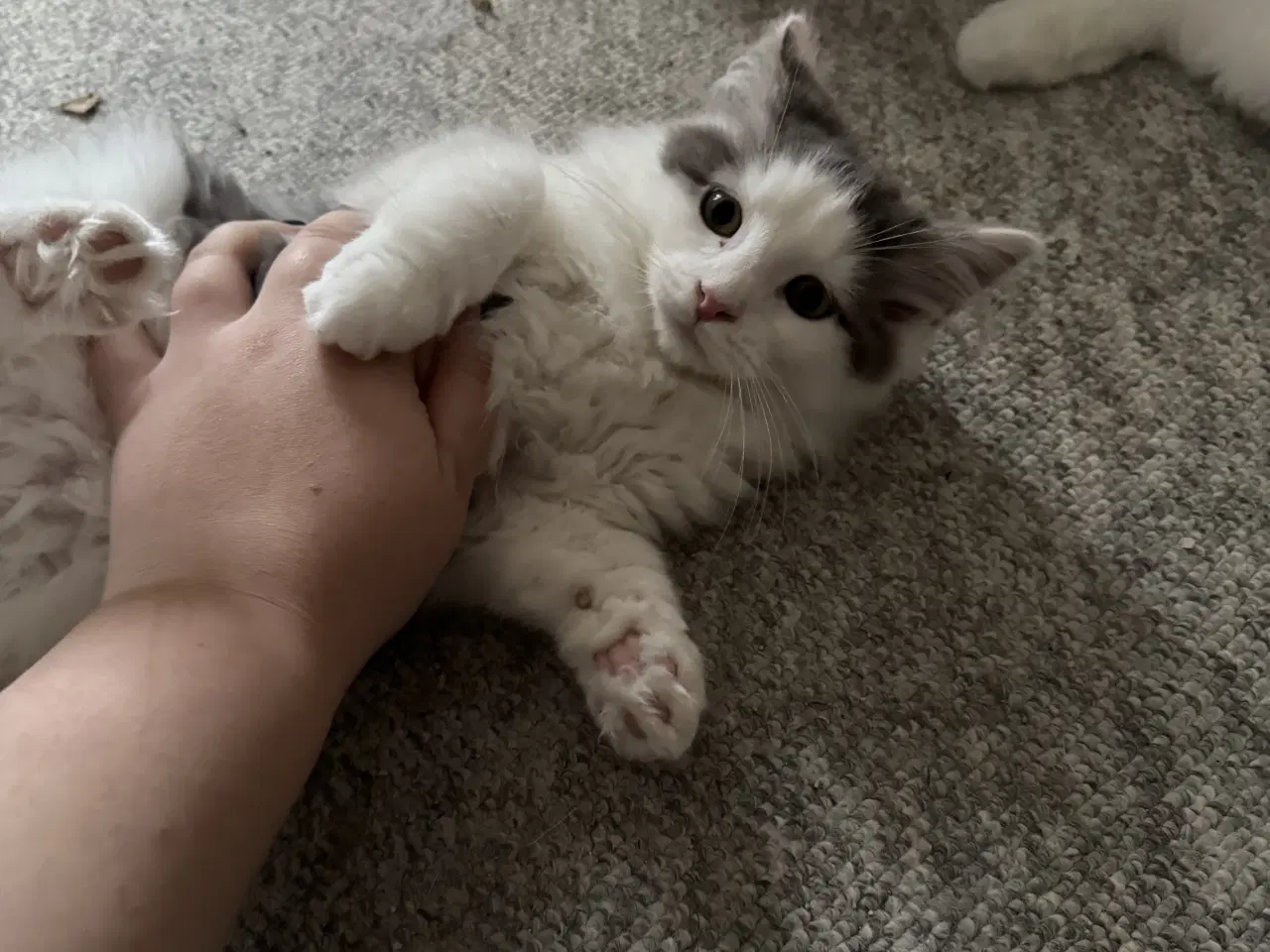 Billede 8 - Maine Coon blandings hankilling sælges 