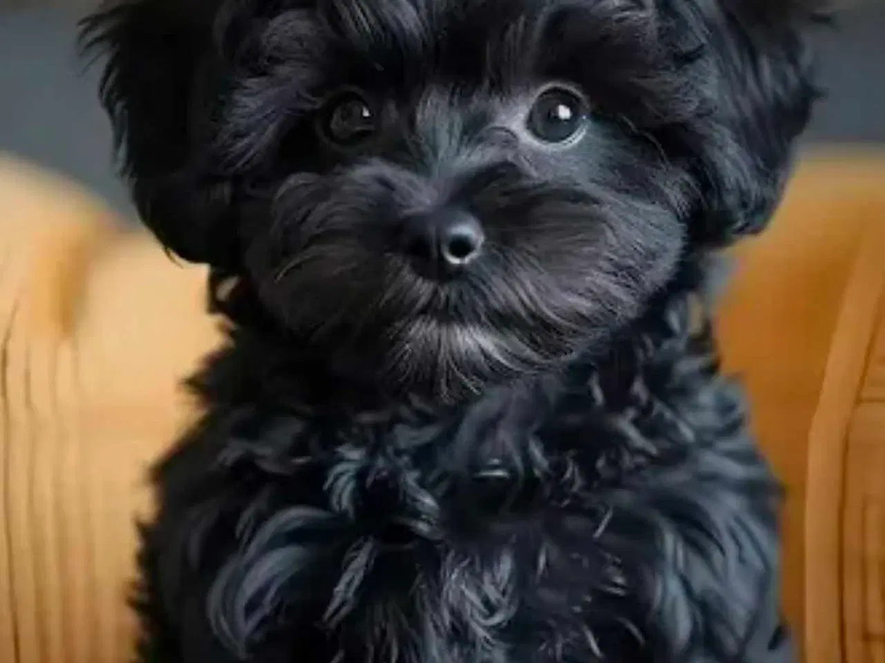 Billede 1 - SØGES Hund til svigermor