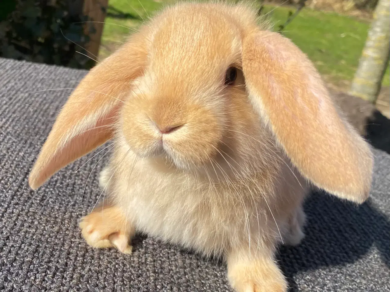 Billede 11 - FRANSK VÆDDER HAN GUL