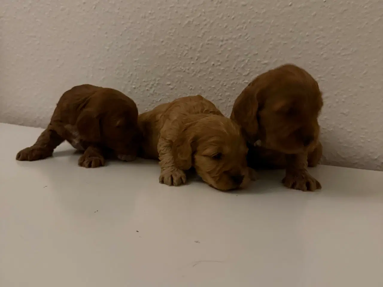 Billede 6 - Cockapoo hvalpe 8 uger 