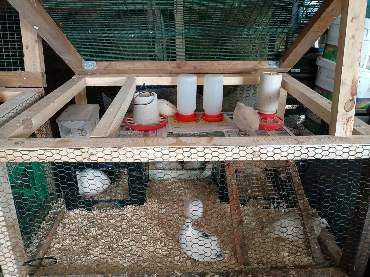 Billede 4 - Vagtel rugeæg