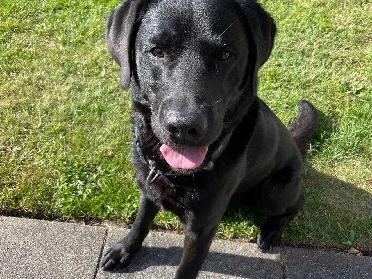Billede 4 - Labrador blanding, hvalpe