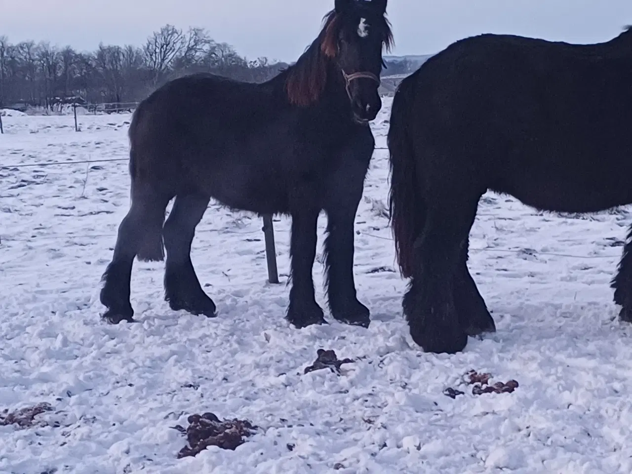 Billede 8 - 2årig Jyskhest hingst sælges