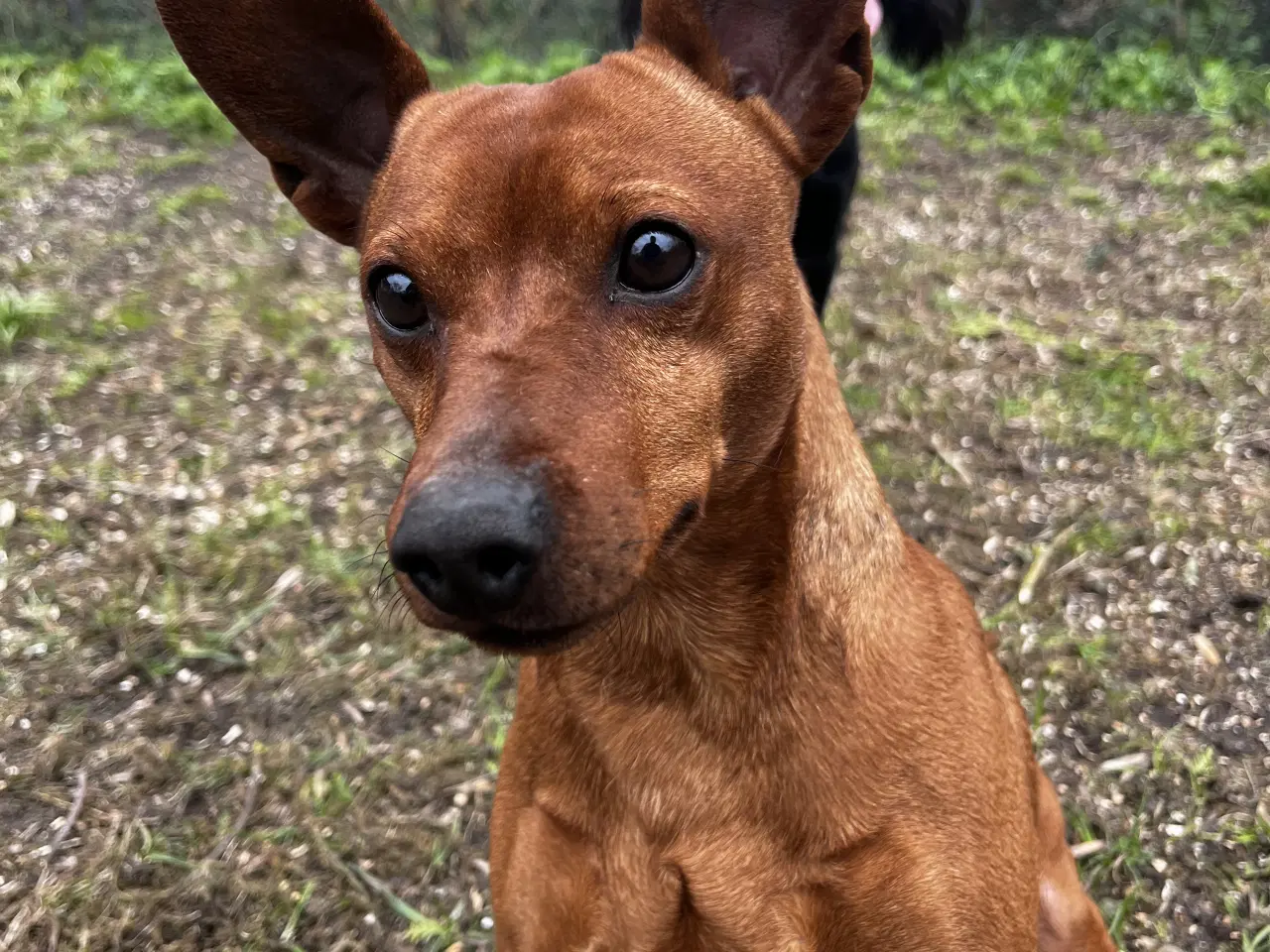 Billede 1 - Smuk Dværg Pinscher han