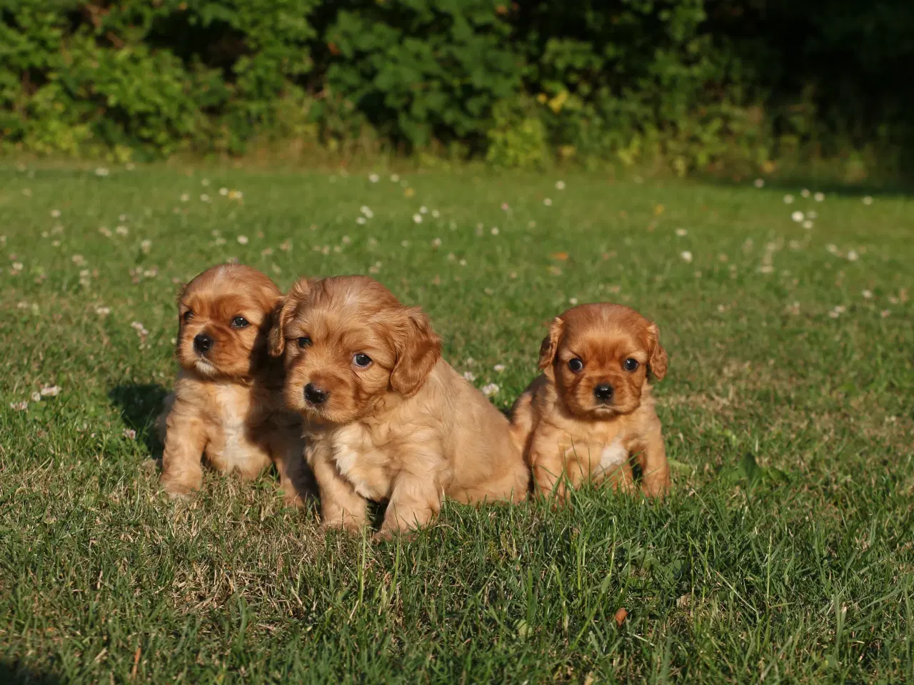 Billede 7 - cavalier king charles spaniel
