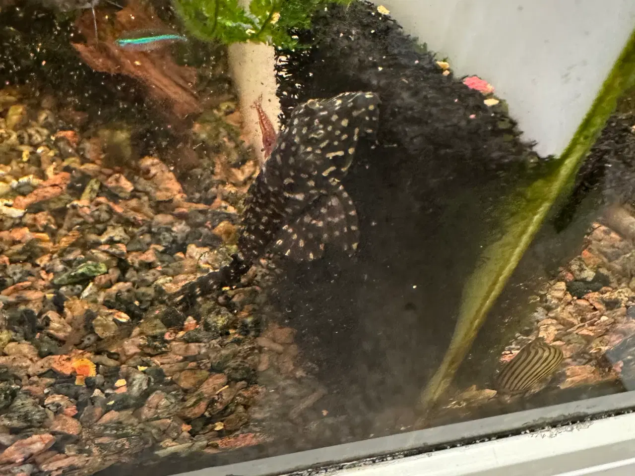 Billede 1 - Gibbiceps maller