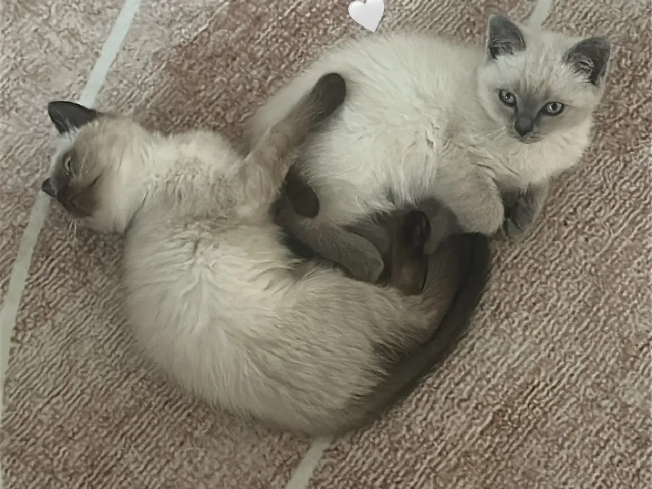 Billede 9 - Søde kat ragdoll til salg