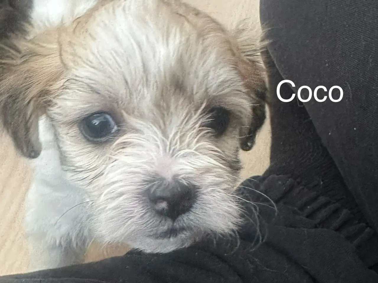 Billede 3 - Coco - Lhasa apso