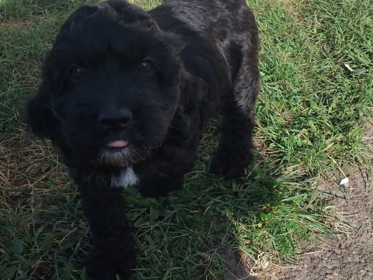 Billede 4 - Søde Cockapoo hvalpe