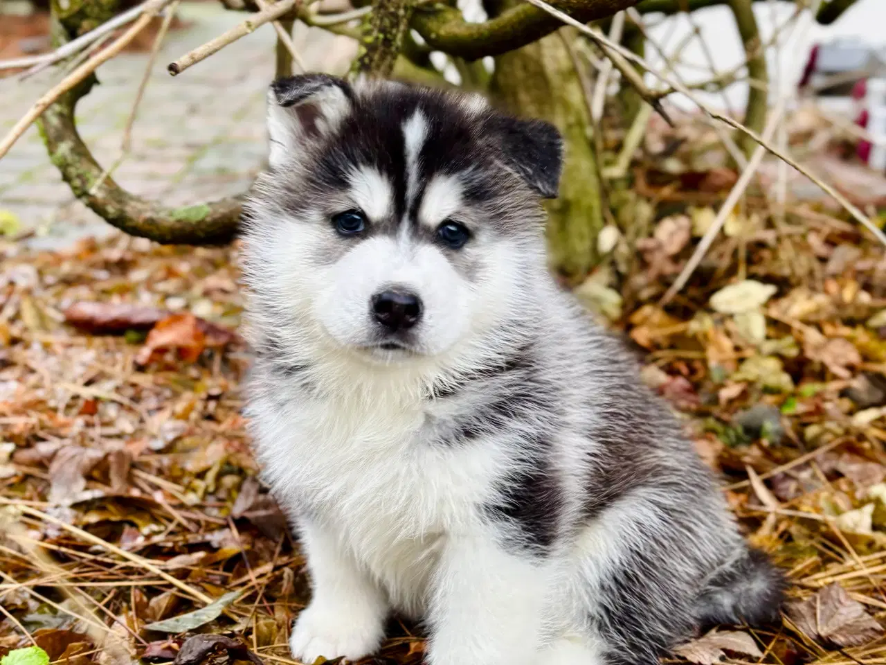 Billede 1 - Hundehvalpe, Siberian Husky / Samojede hvalpe