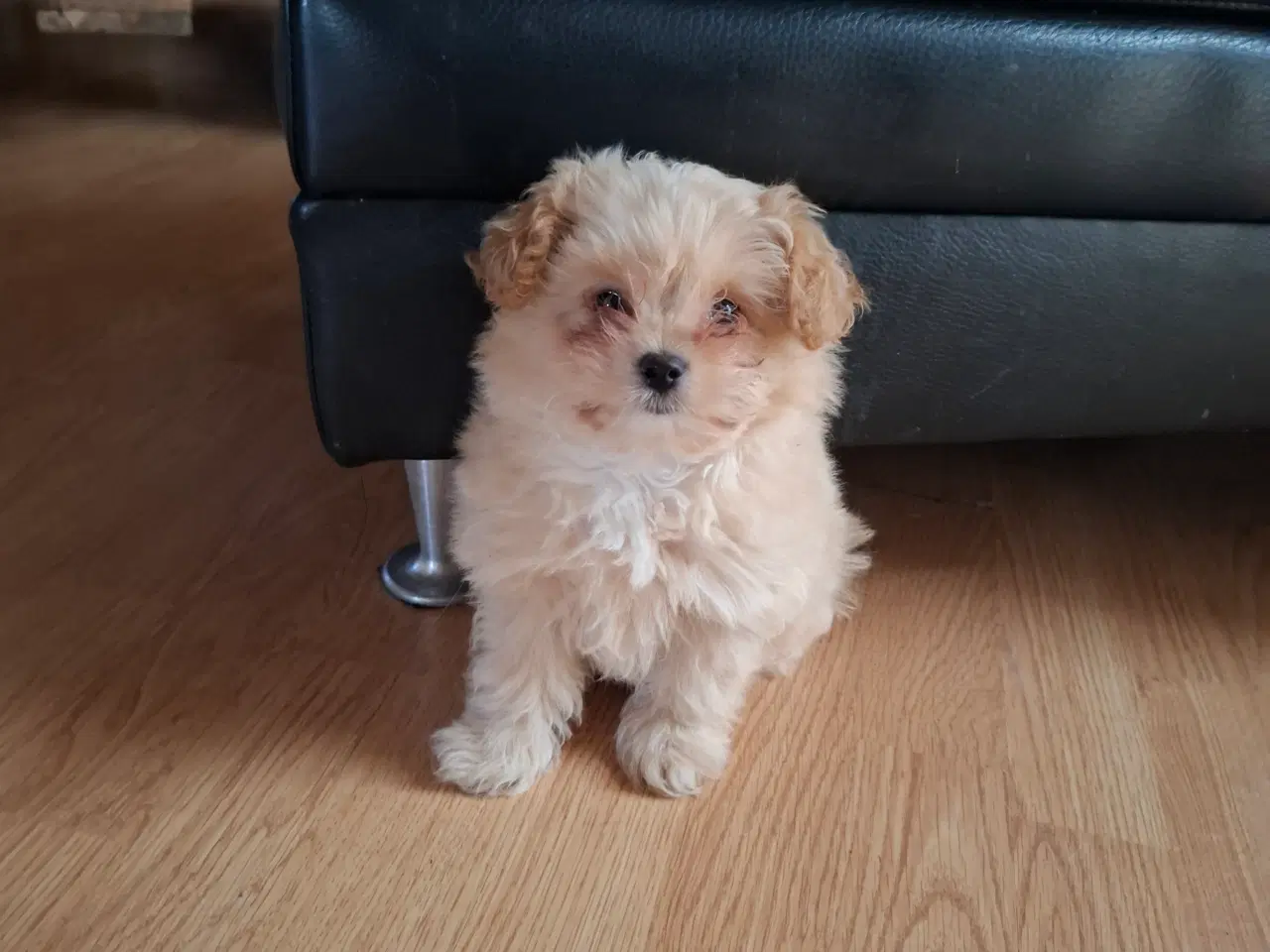 Billede 3 - Pompoo hvalpe 1 pige 2 drenge klar nu