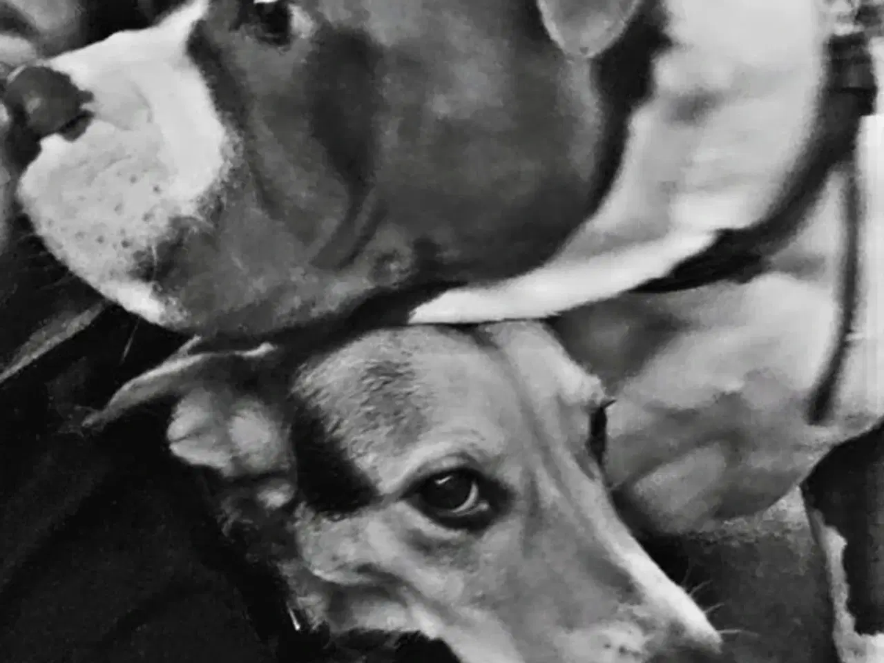 Billede 1 - Vi følges gerne til nyt hjem