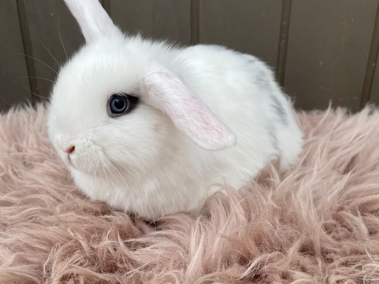 Billede 2 - Minilop dreng klar nu