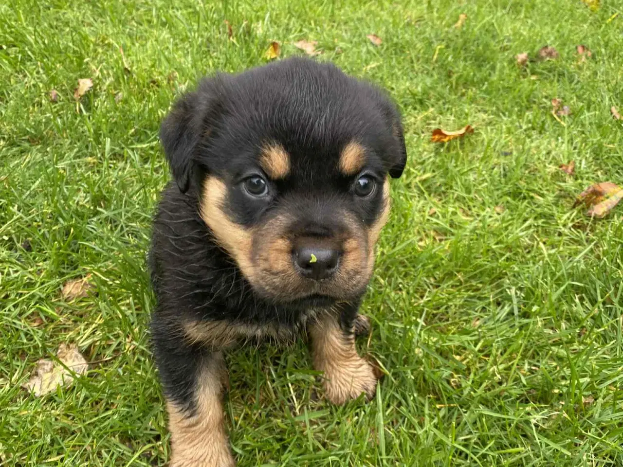 Billede 10 - Labweiler