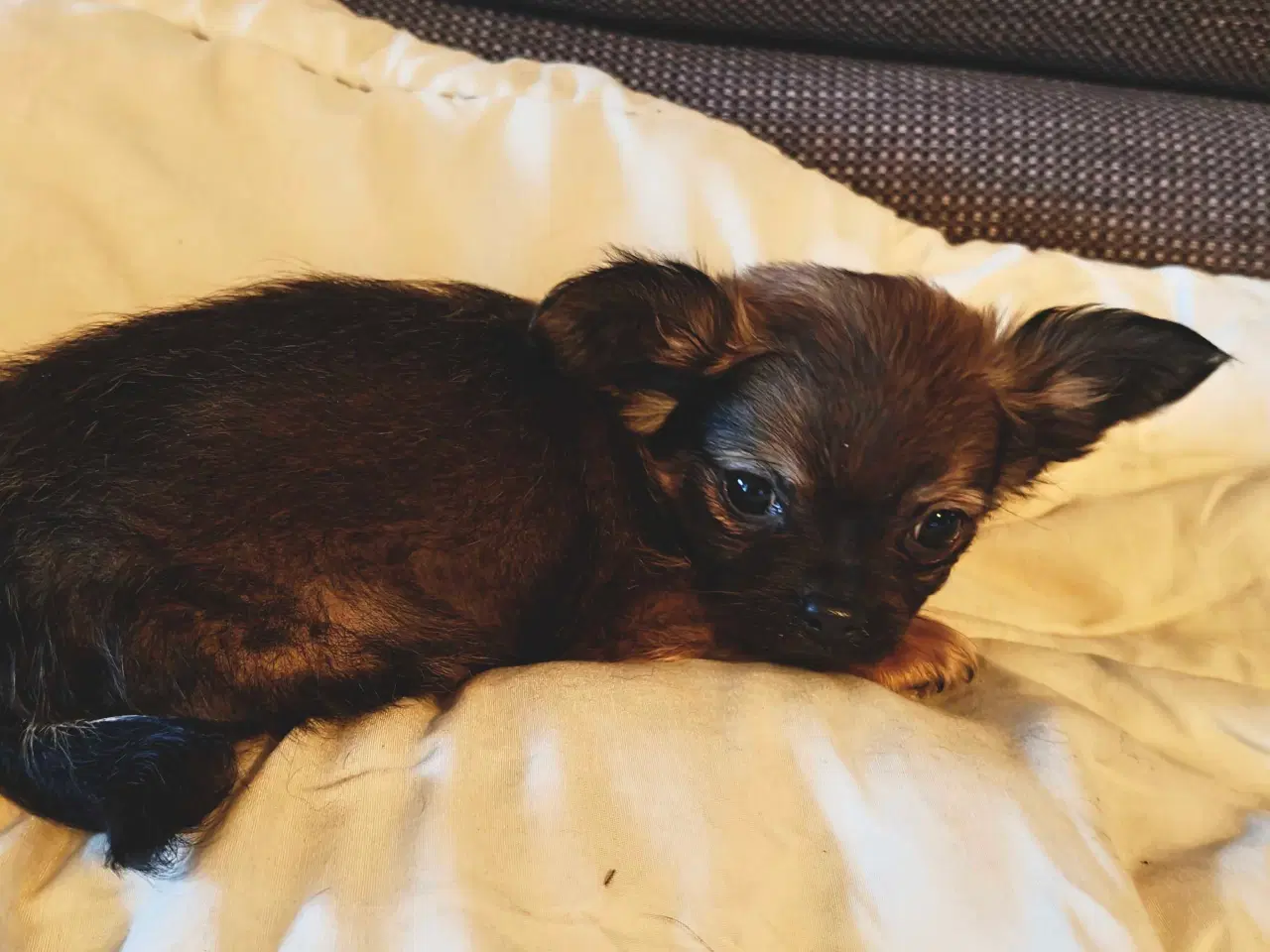 Billede 2 - Langhåret Chihuahua han hvalpe