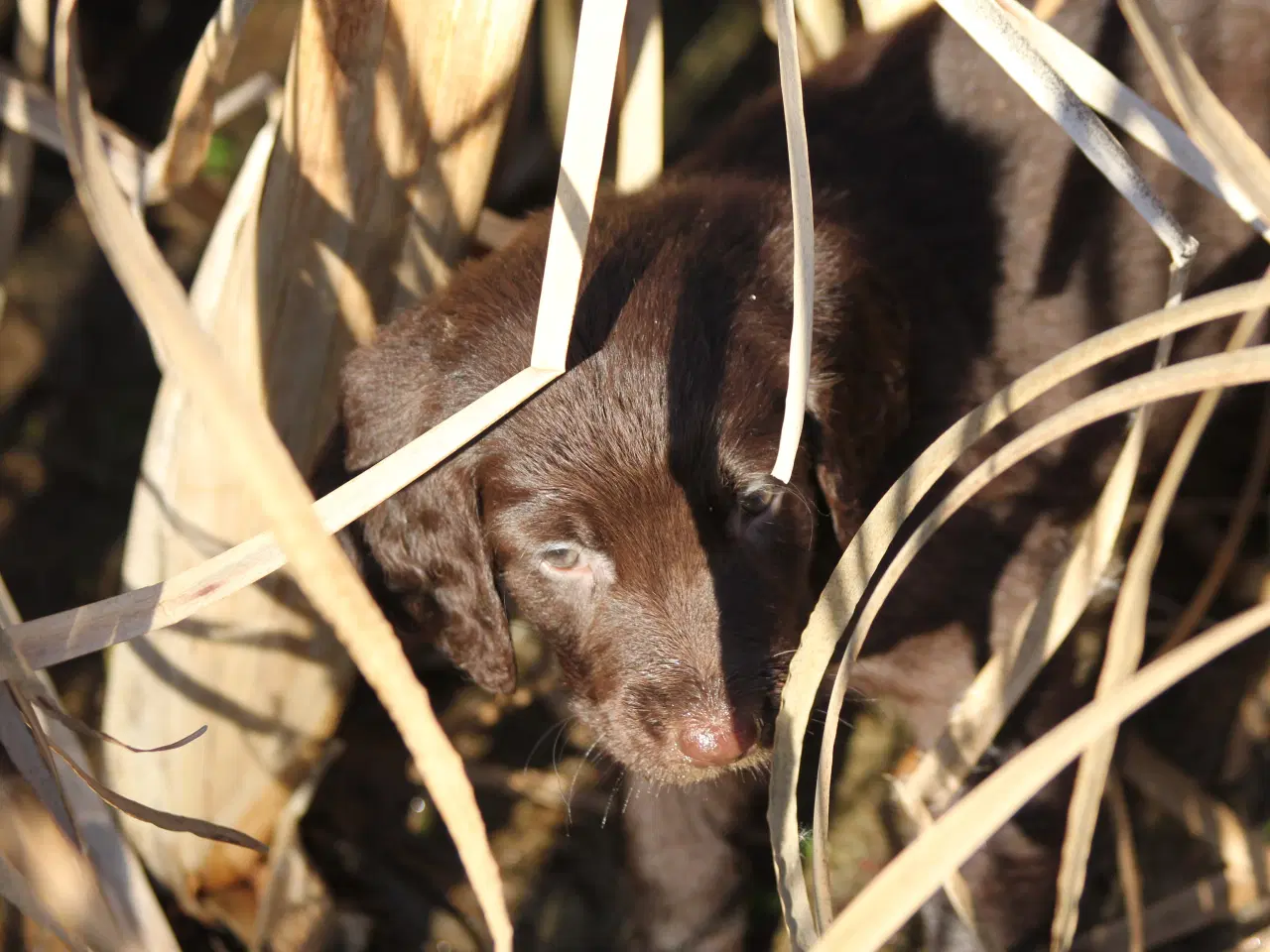 Billede 6 - Langhåret hønsehunde hvalpe