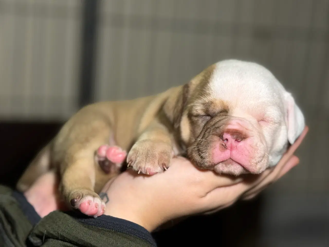 Billede 6 - Old english bulldog 