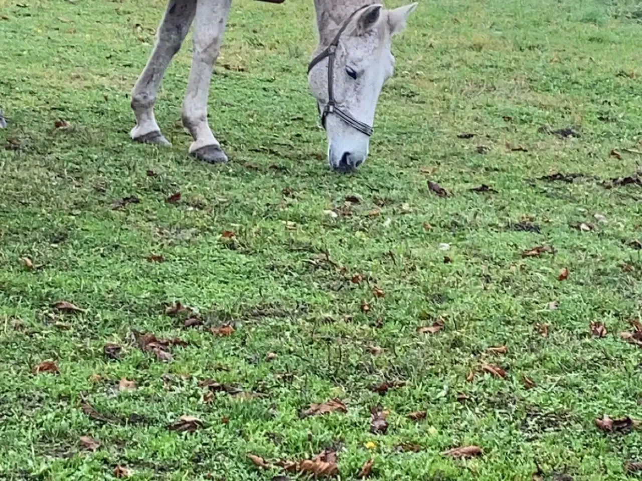 Billede 1 - Verdens bedste Lucy søger nye græsgange 