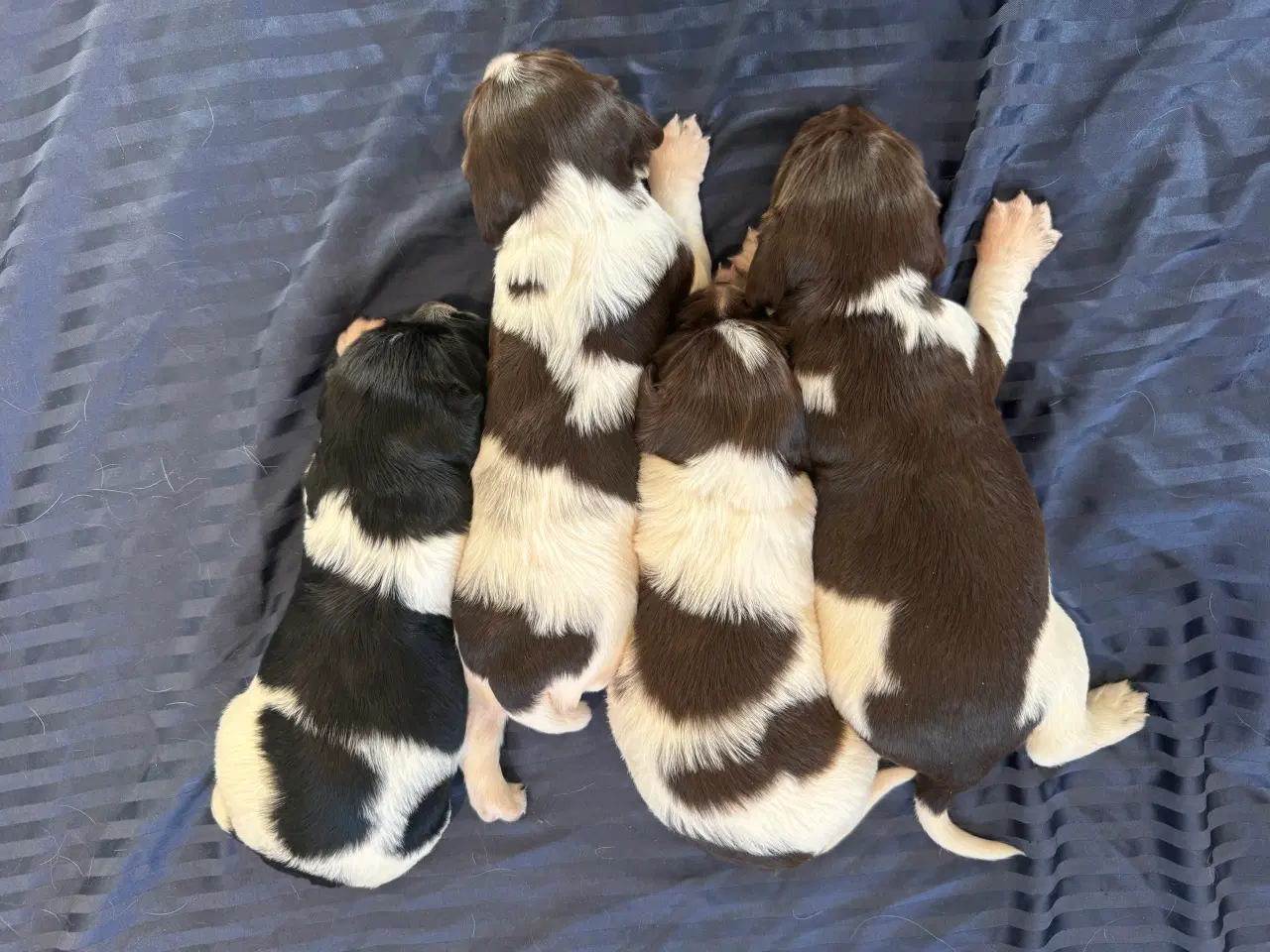 Billede 5 - F.T Springer spaniel