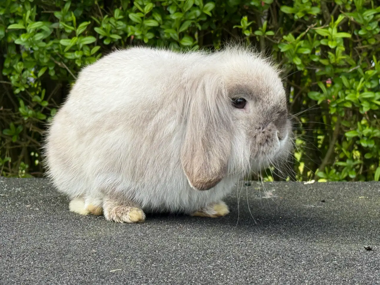 Billede 6 - Mini lion lop med enkelt manke
