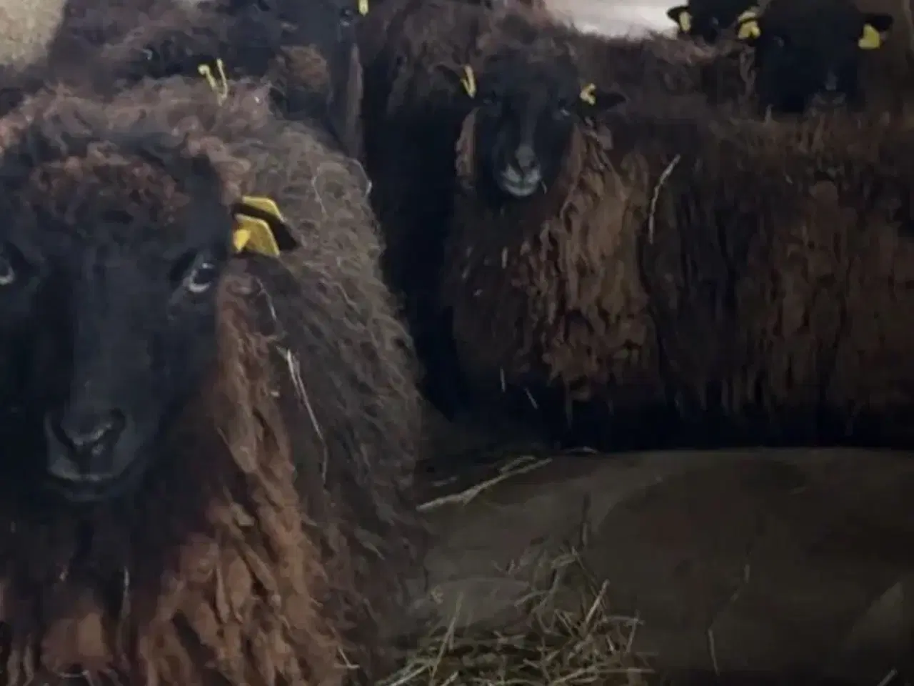 Billede 3 - 9 smukke Quessant får