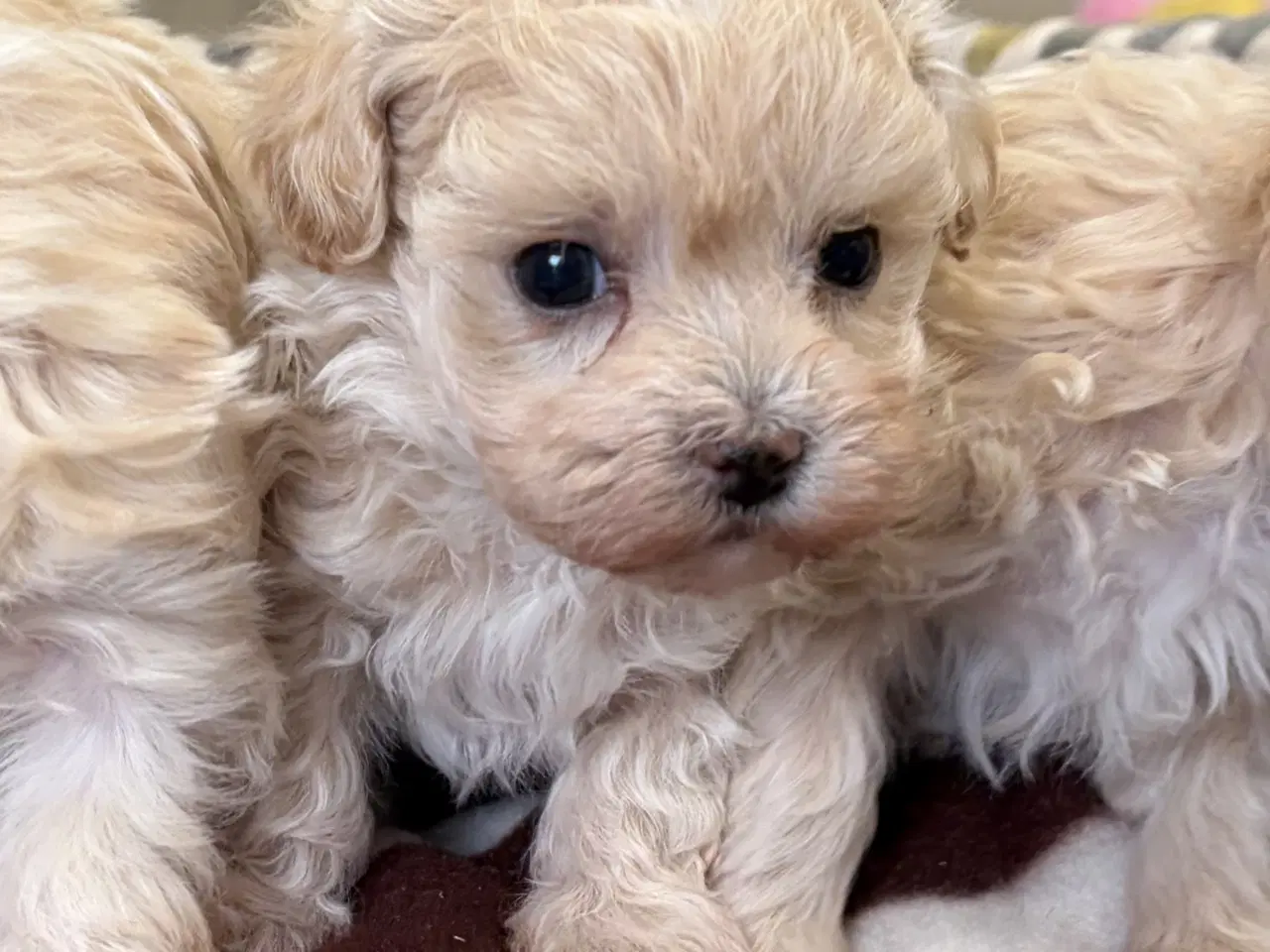 Billede 9 - Mini Maltipoo babyer 