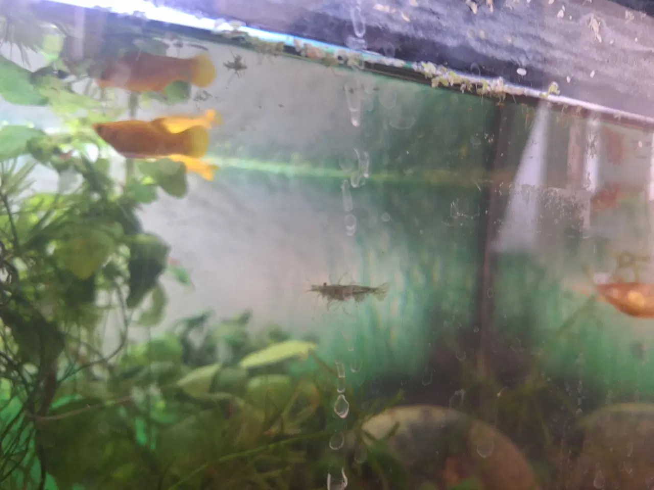 Billede 1 - Molly-mix søger nyt hjem