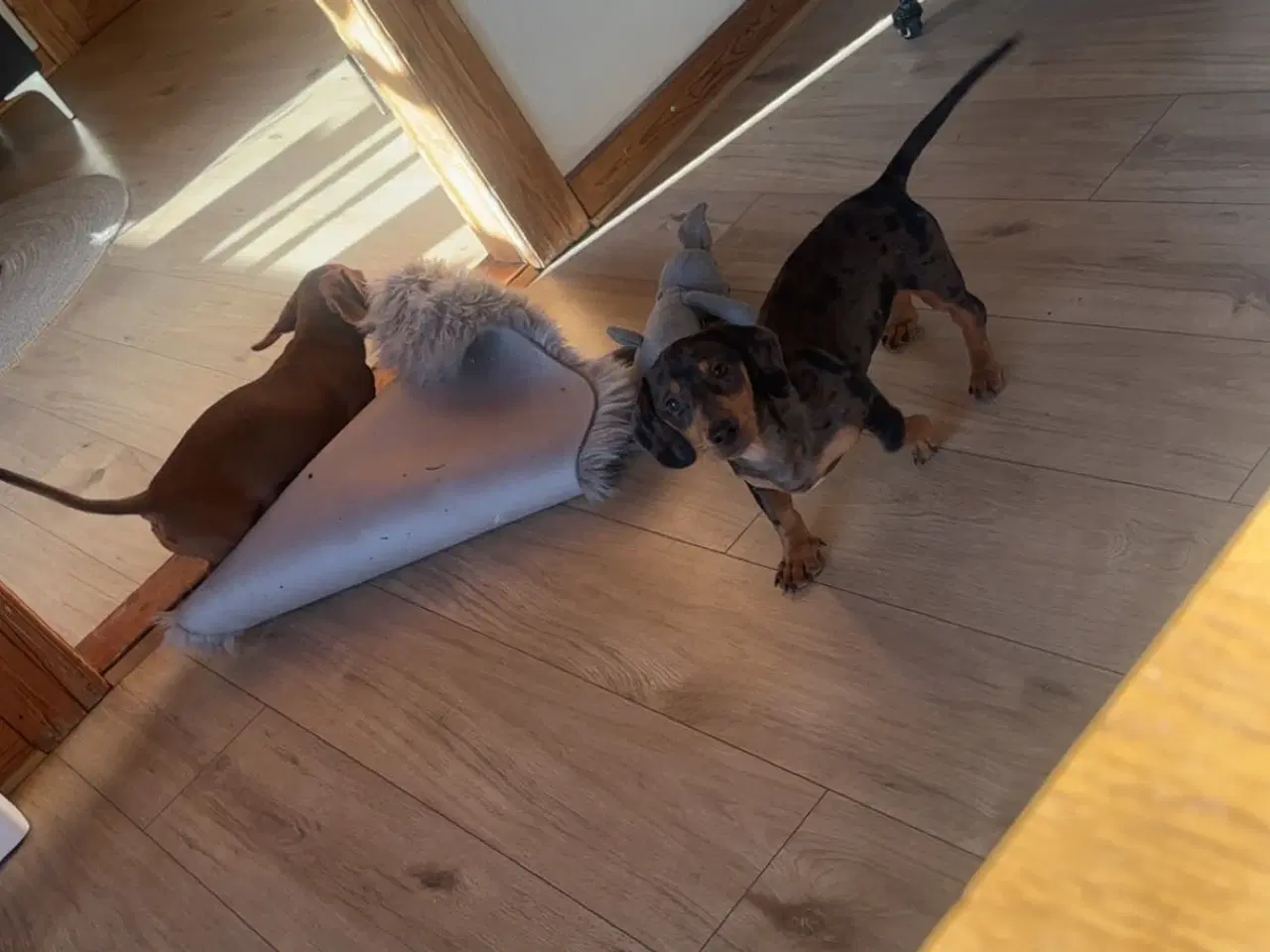 Billede 3 - Verdens sødeste gravhunde 