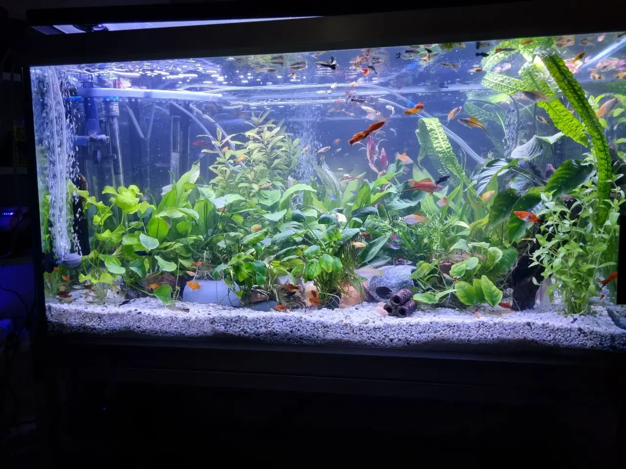 Billede 4 - Akvarie 278L med indhold