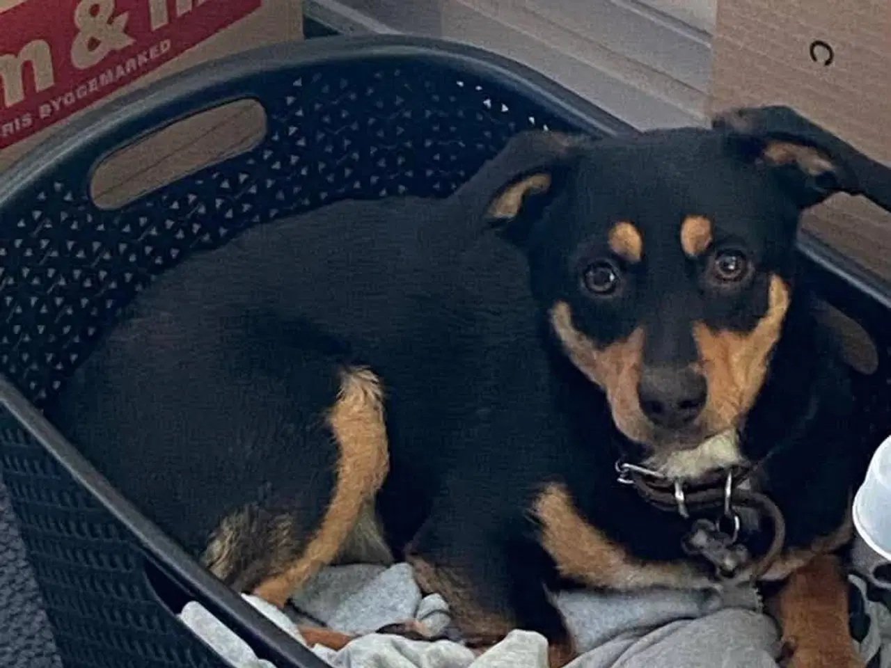 Billede 1 - Søde Erika til omplacering