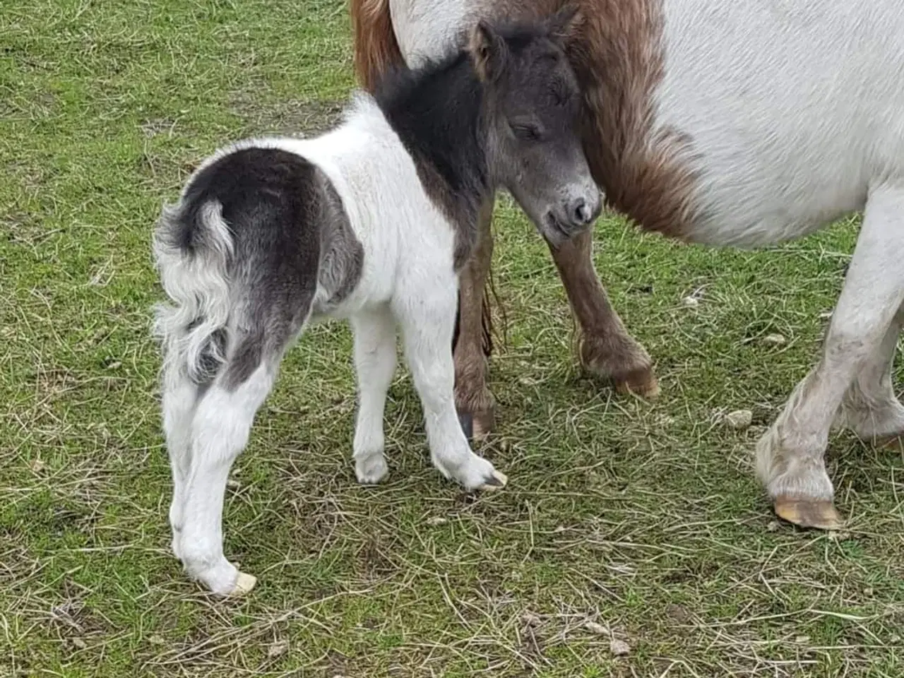 Billede 4 - Broget Miniature shetlænder.