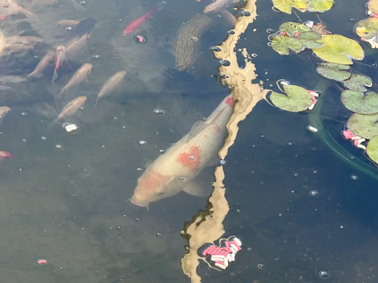 Billede 2 - Koi karper