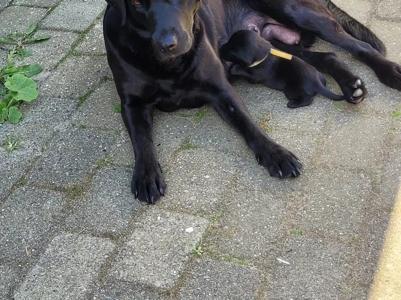 Billede 13 - 4 fine Labrador Formel 1 hvalpe hvide sande