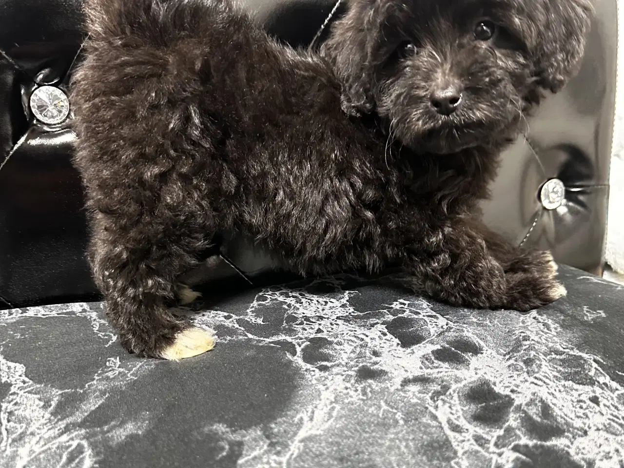 Billede 4 - Cavapoo F2B