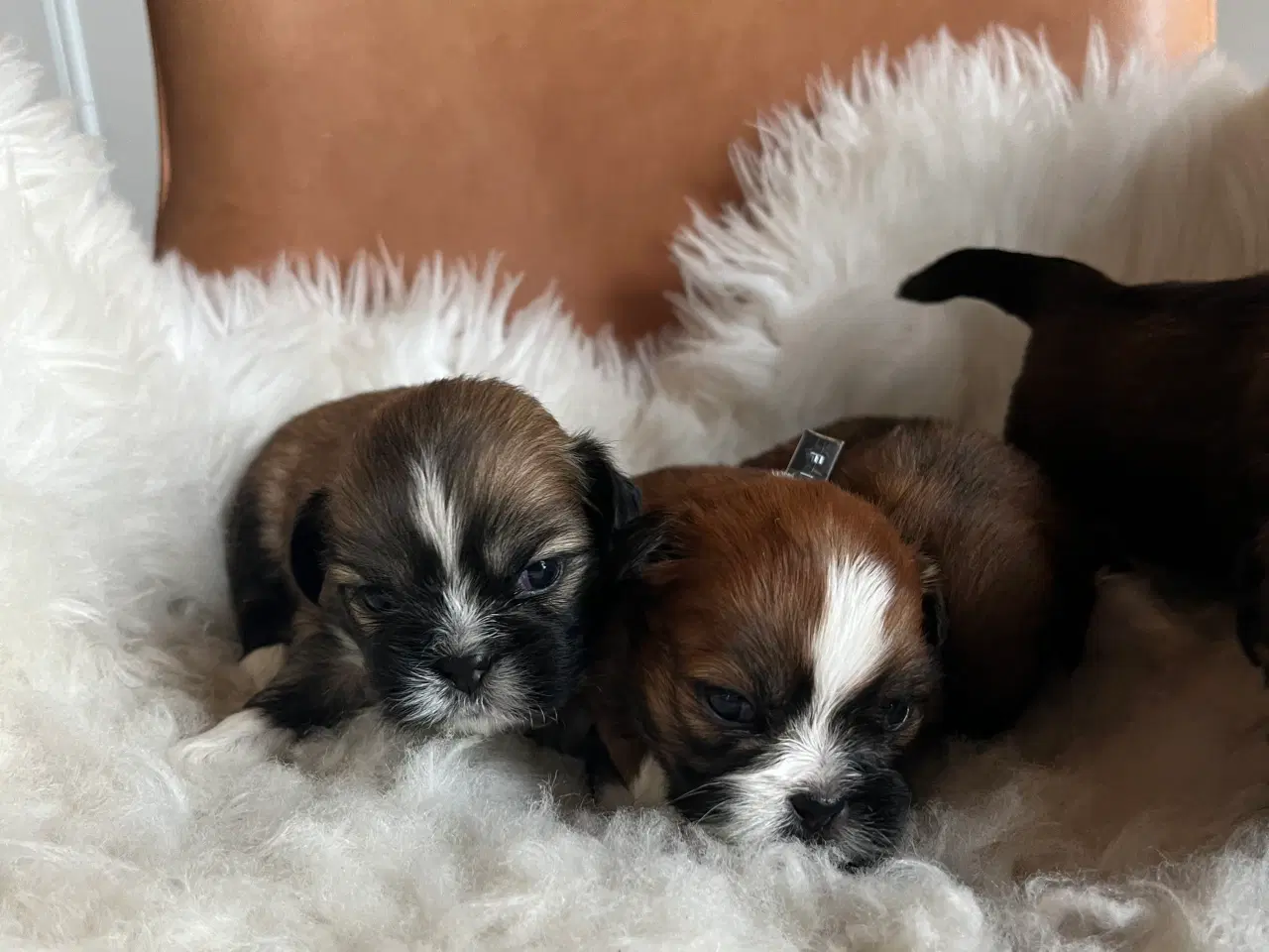 Billede 3 - Lhasa Apso hvalpe 