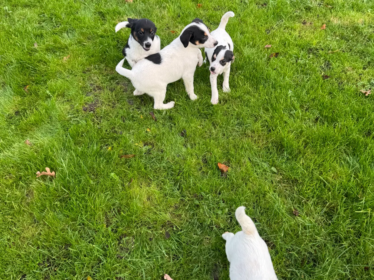 Billede 5 - Dansk/Svensk Gårdhund hvalpe