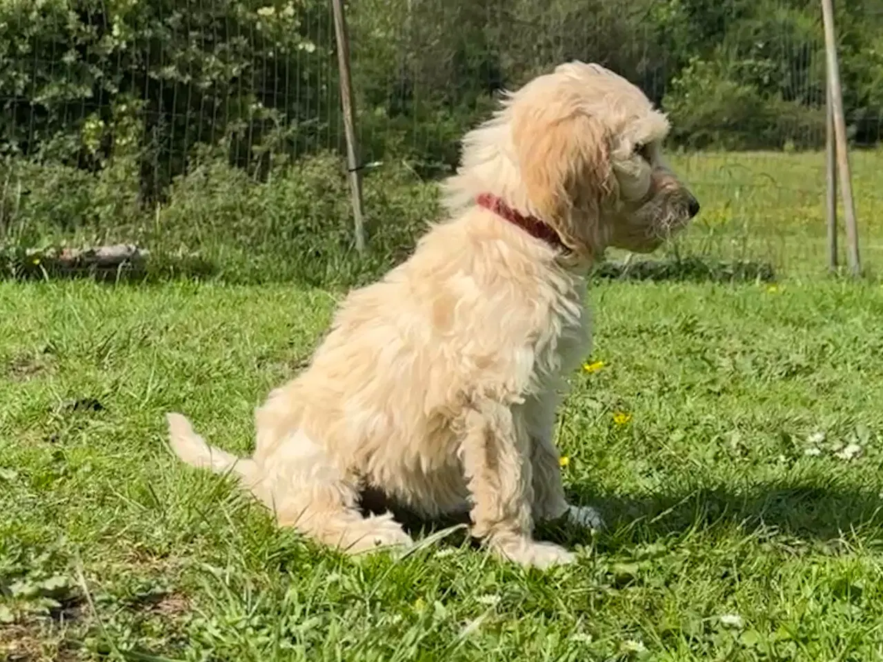 Billede 1 - Cockapoo / Cockerpoo / Doodle