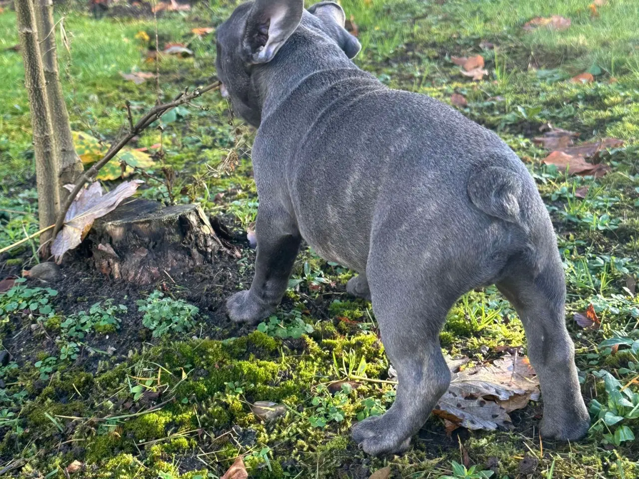 Billede 13 - Fransk bulldog / Brindle November!