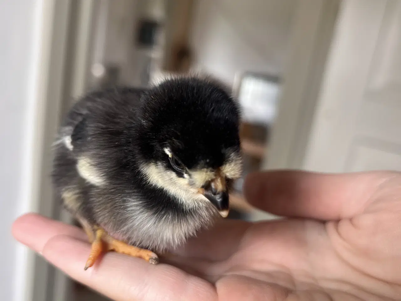 Billede 8 - Små kyllinger fra blå/grønne æg 