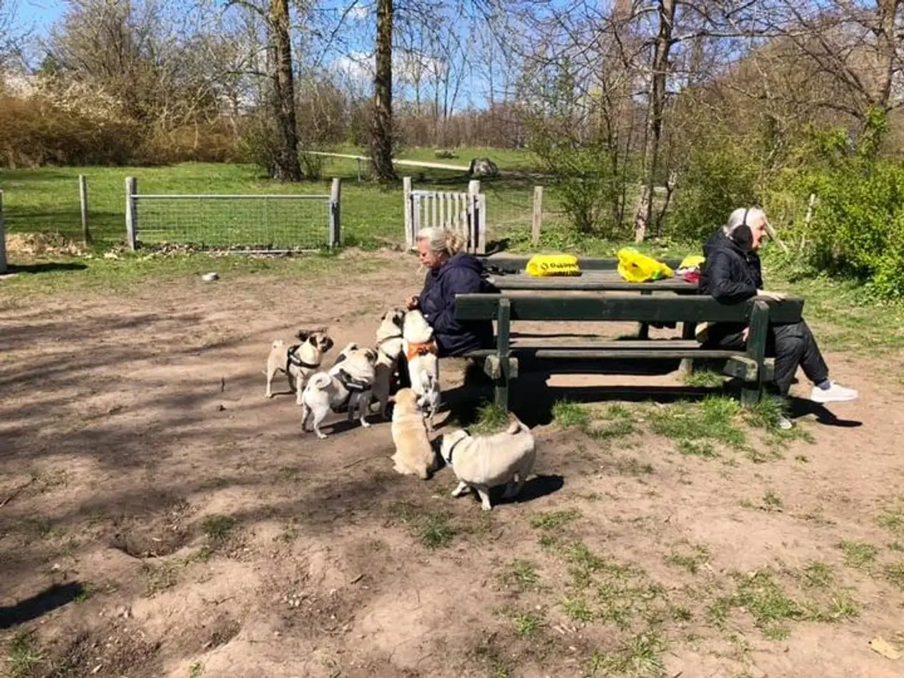 Billede 1 - Hunde venner til at gå tur.
