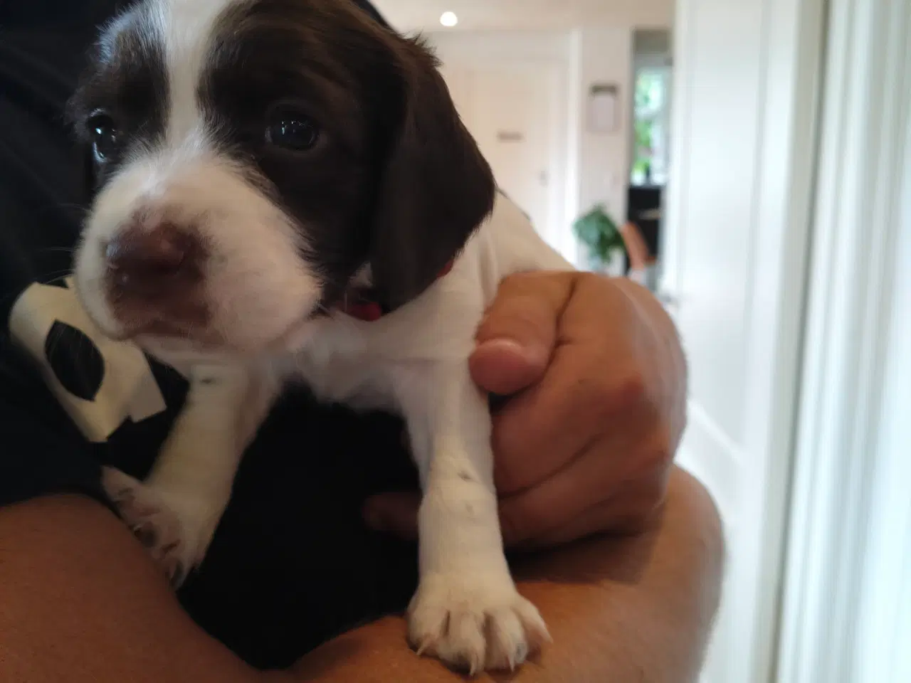 Billede 13 - Springer spaniel klar den 4 august til nyt hjem. 