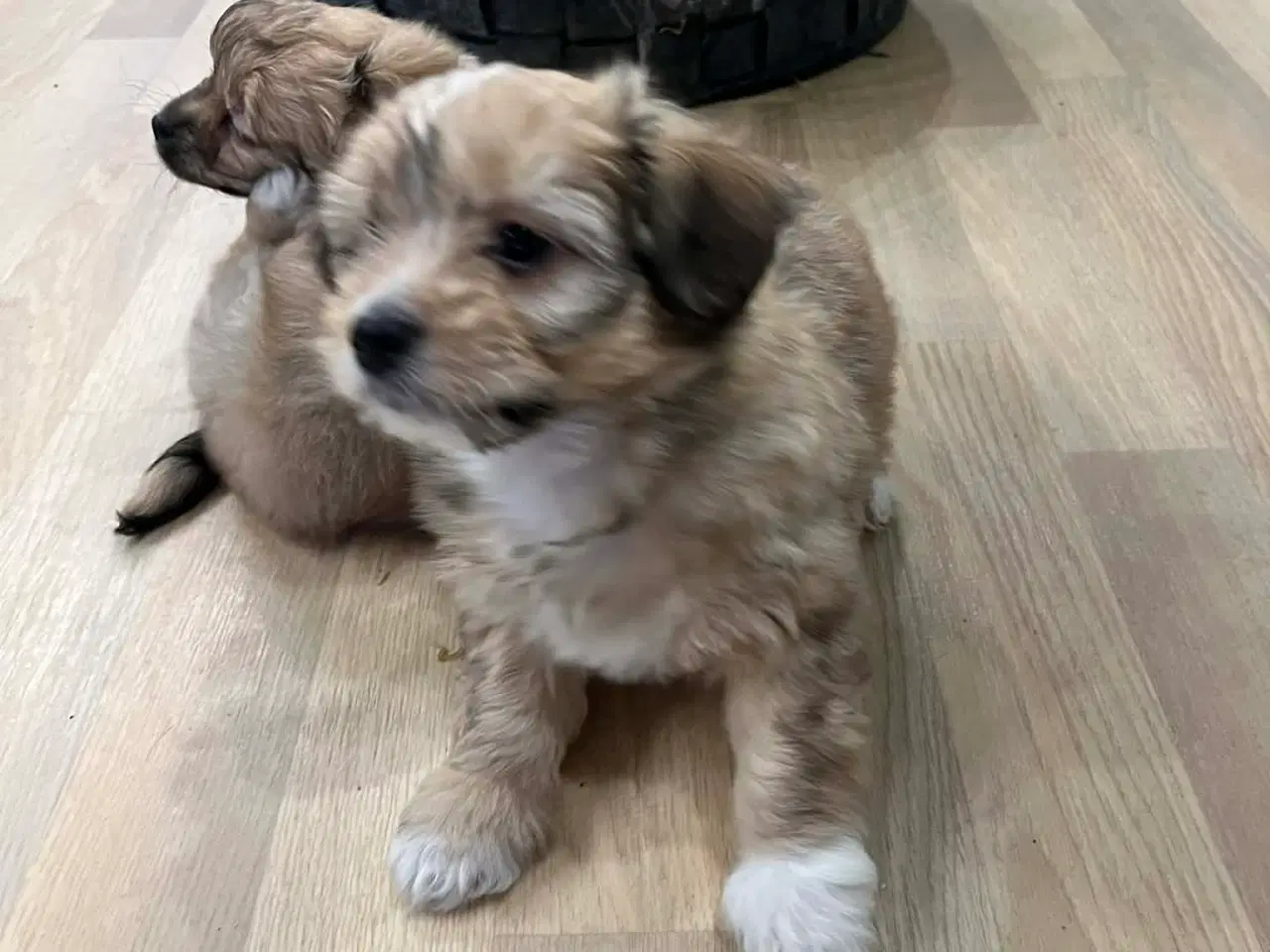 Billede 4 - BICHON HAVANAIS HVALPE