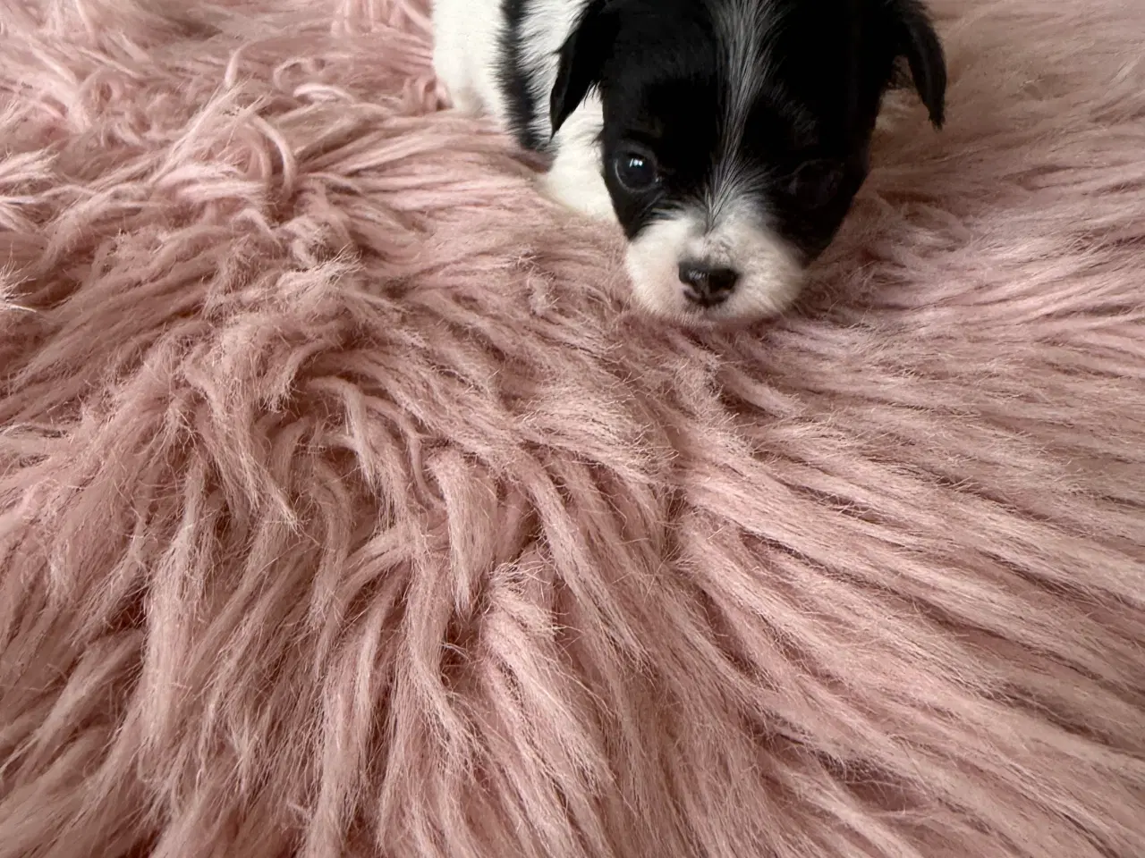 Billede 4 - Mini Chihuahua