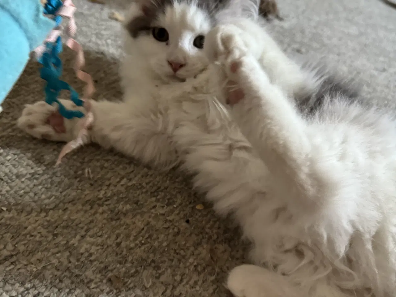 Billede 3 - Maine Coon blandings hankilling sælges 