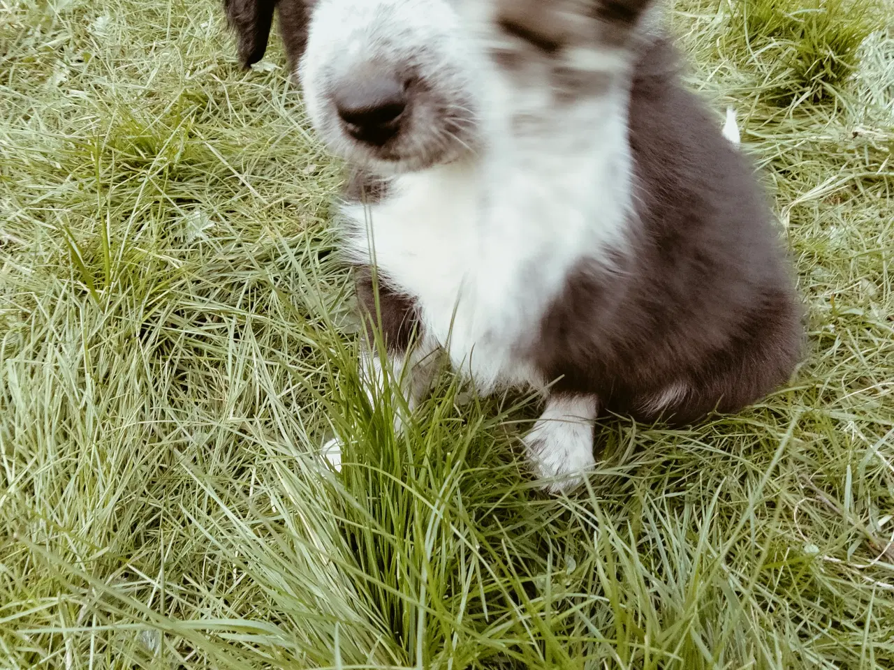 Billede 3 - Dejlige Border Aussie hvalpe til salg. 