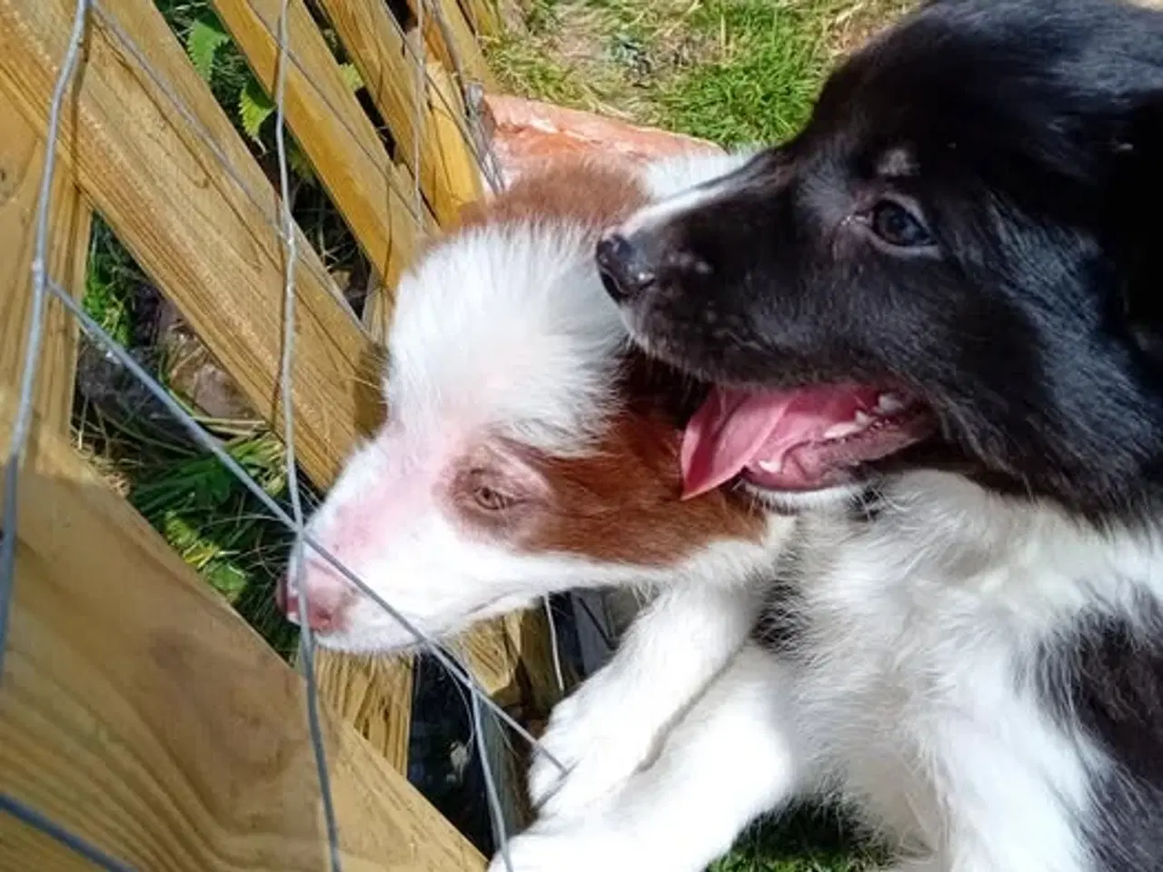 Billede 2 - Border Collie Hvalpe