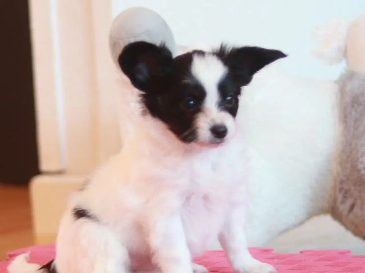 Billede 2 - Papillon hvalpe 