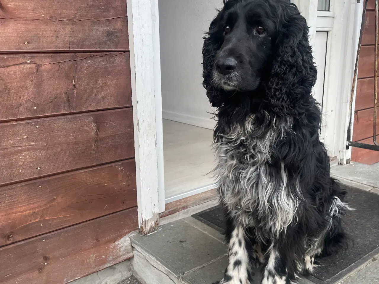 Billede 2 - Handhund til parring engelsk springer
