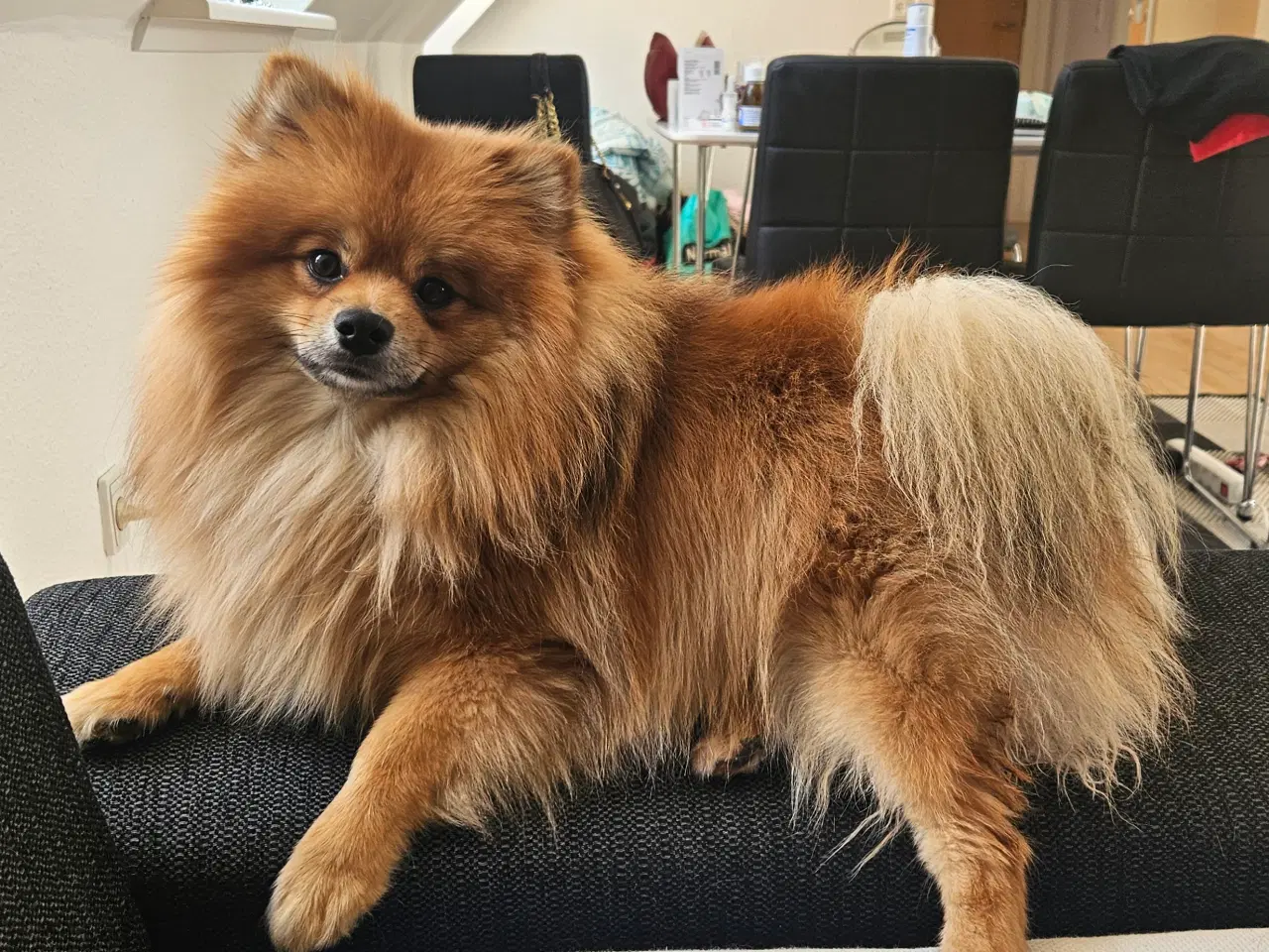 Billede 3 - pomeranian tilbydes til avl