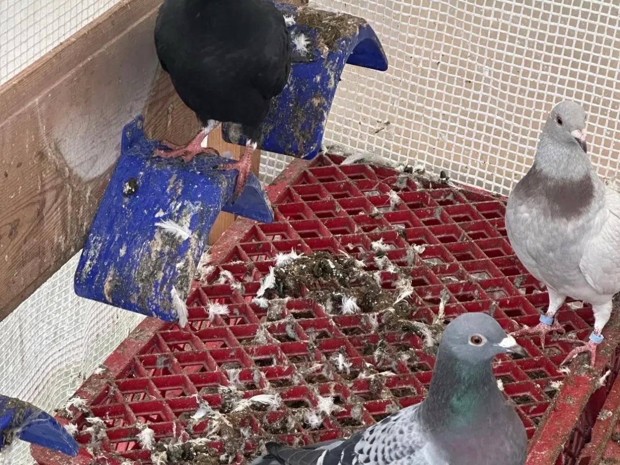 Billede 2 - 30 stk Duer